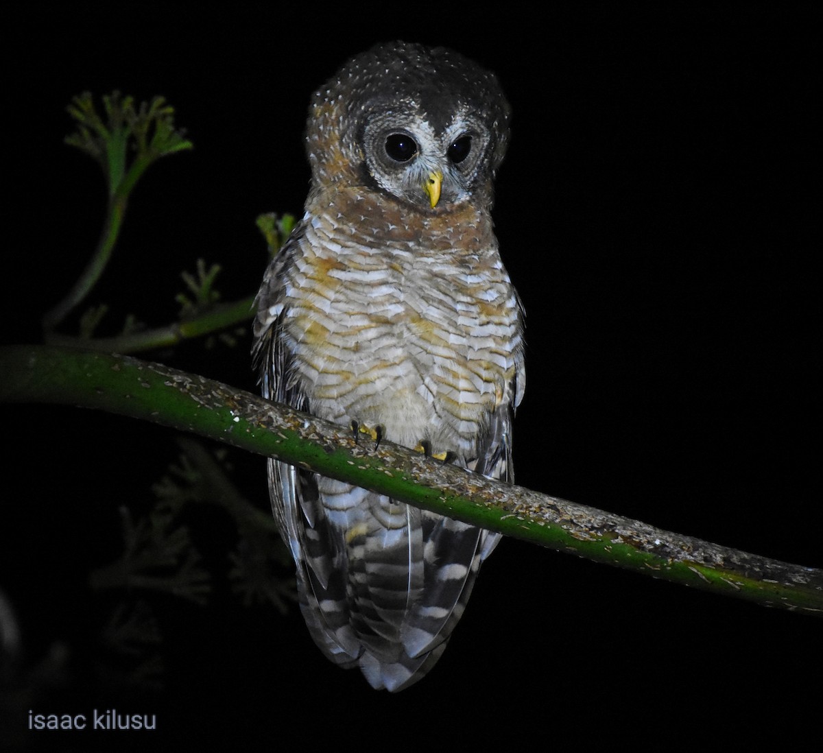 African Wood-Owl - ML620573947