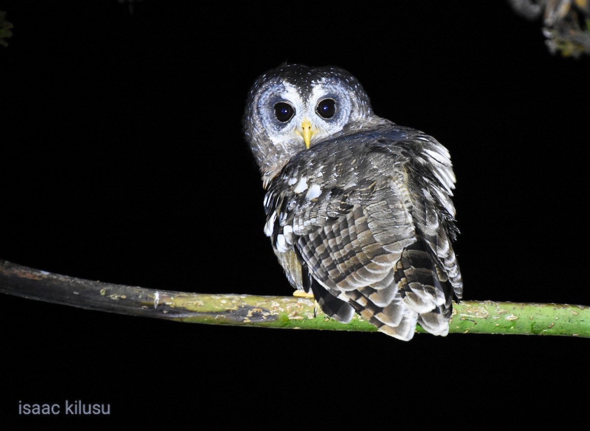 African Wood-Owl - ML620573948