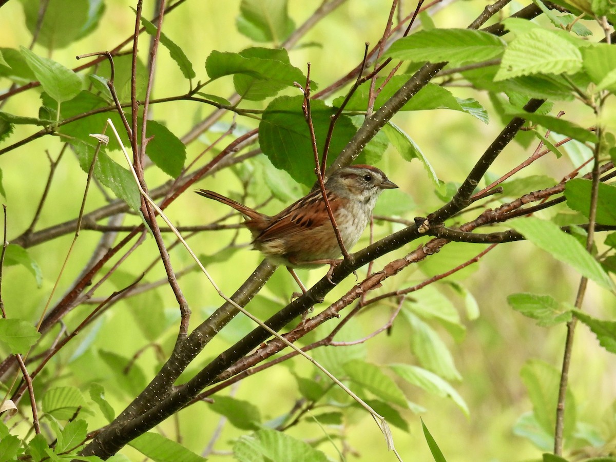 Swamp Sparrow - ML620573960