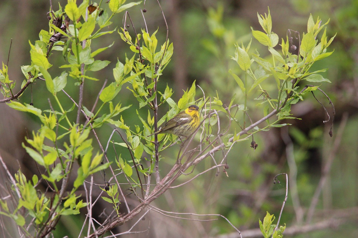 Cape May Warbler - ML620573972