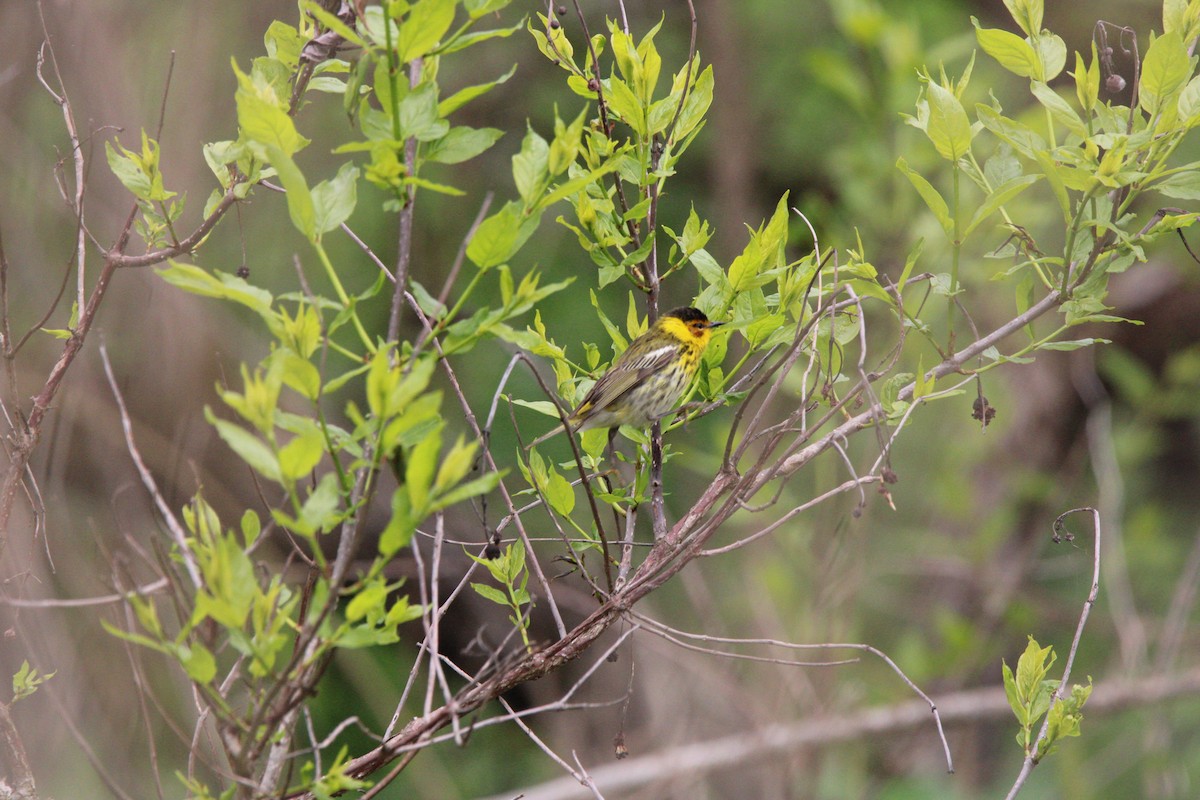Cape May Warbler - ML620573973