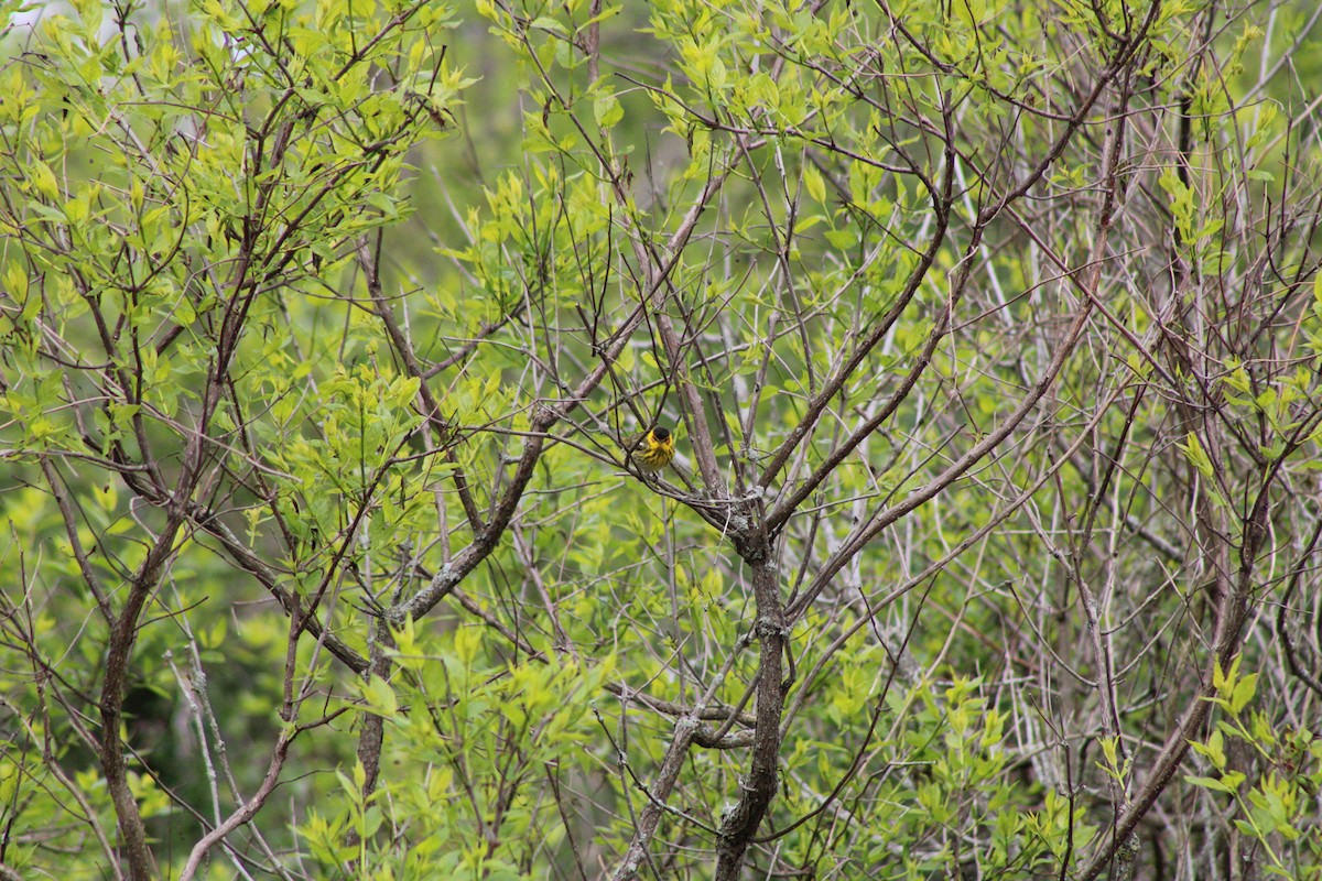Cape May Warbler - ML620573974