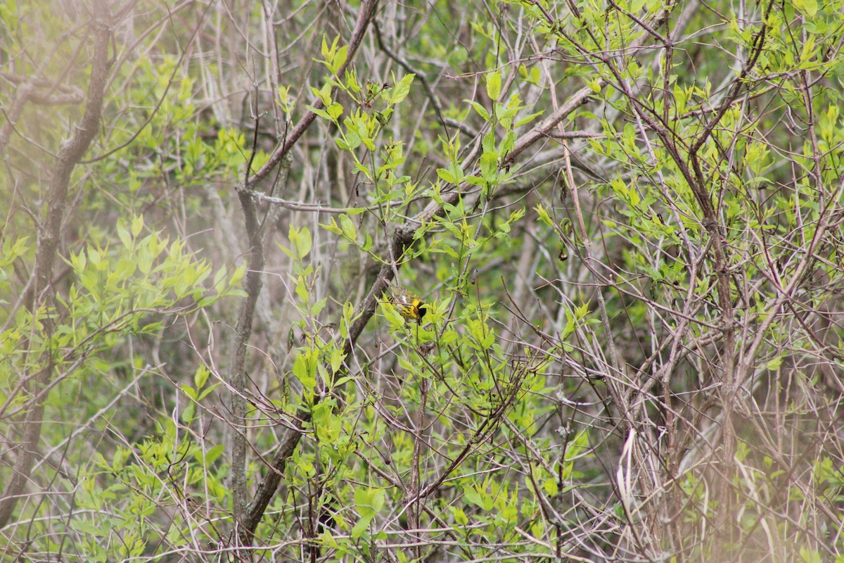 Cape May Warbler - ML620573976