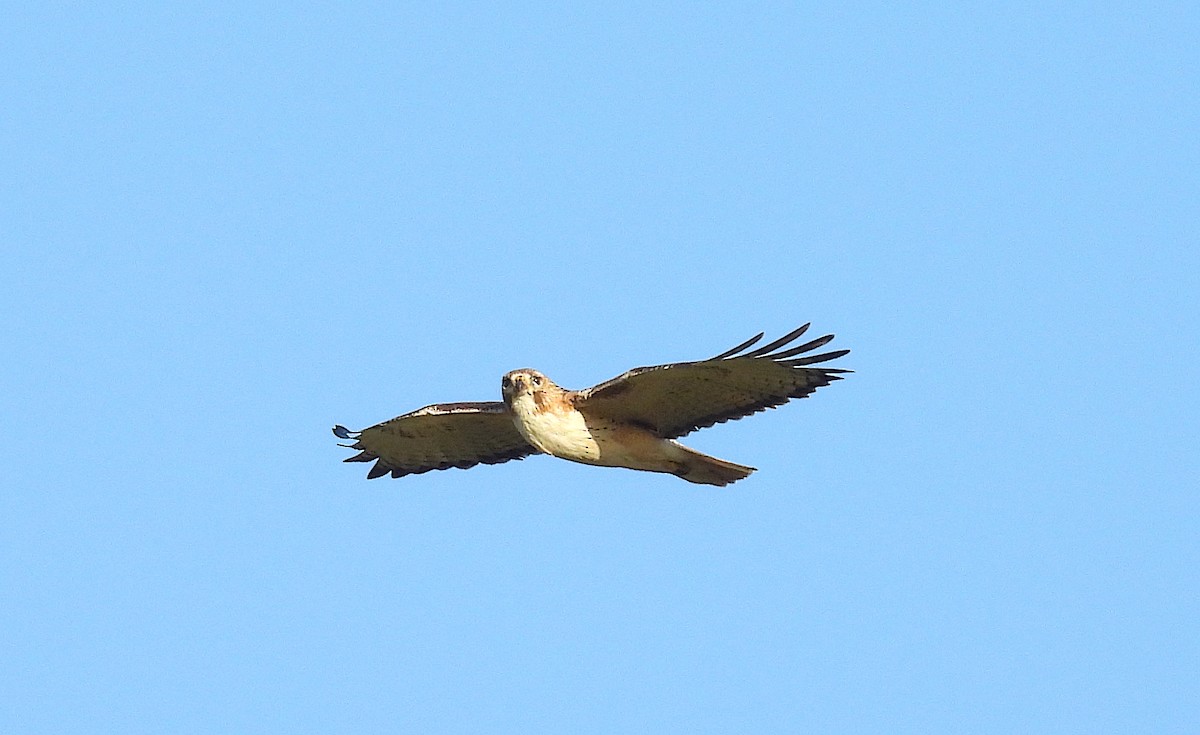 Red-tailed Hawk (borealis) - ML620573981