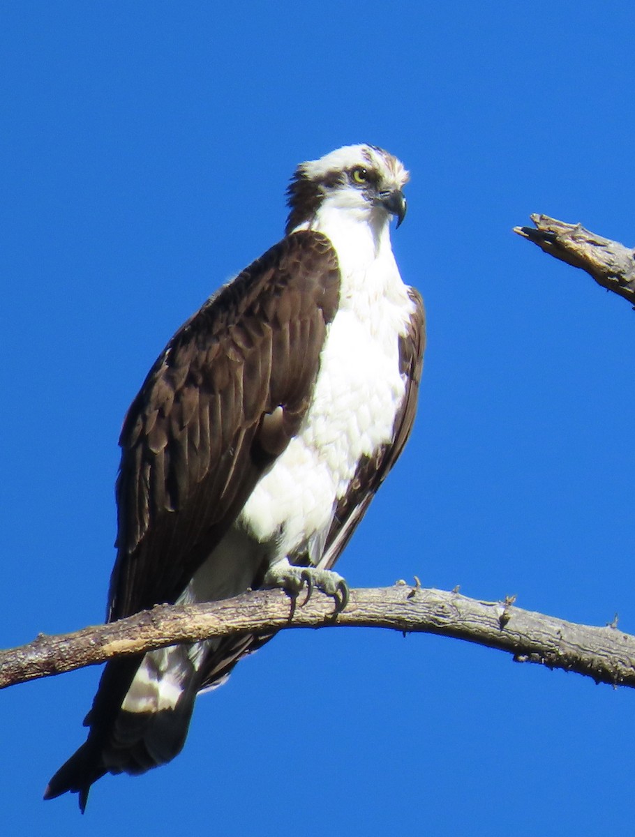 Osprey - Catherine Hagen