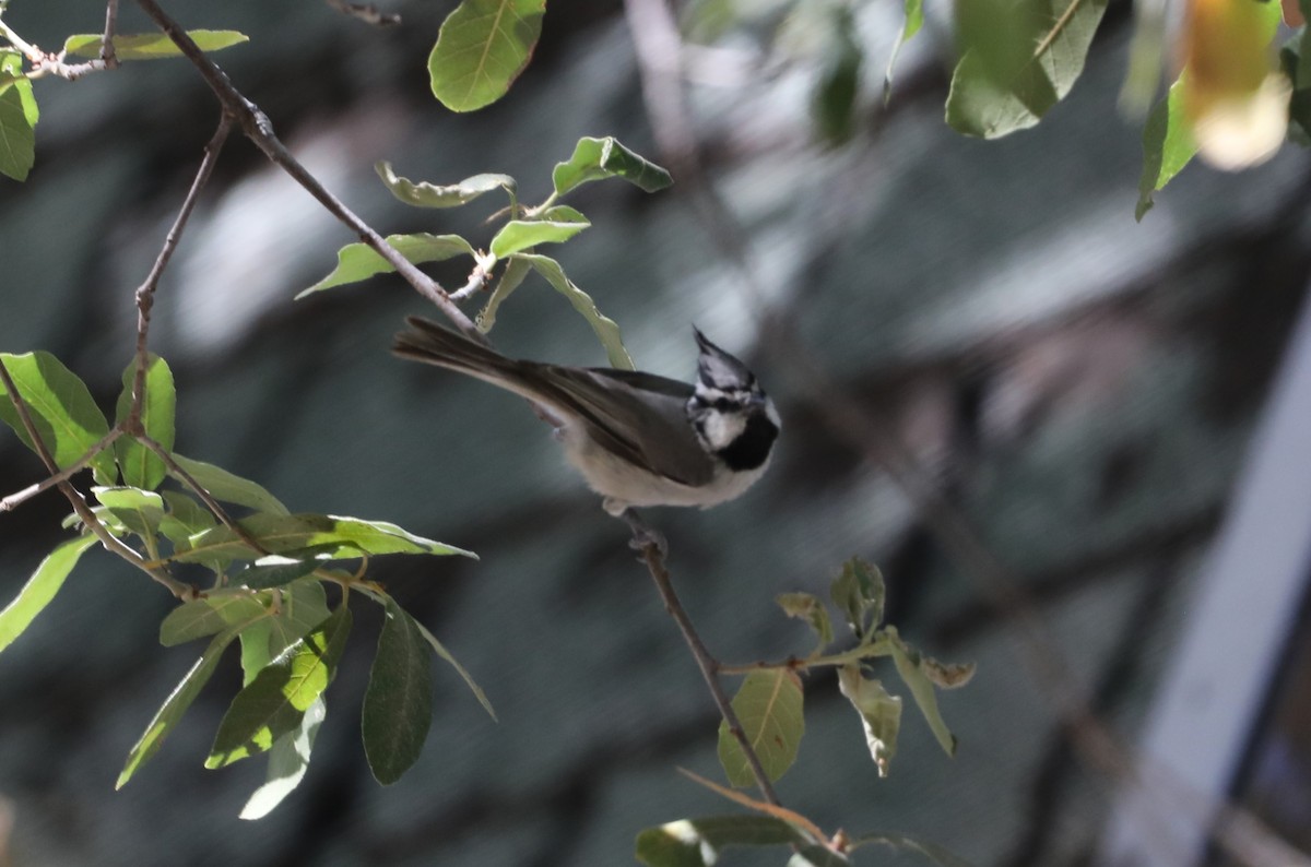 Bridled Titmouse - ML620573988