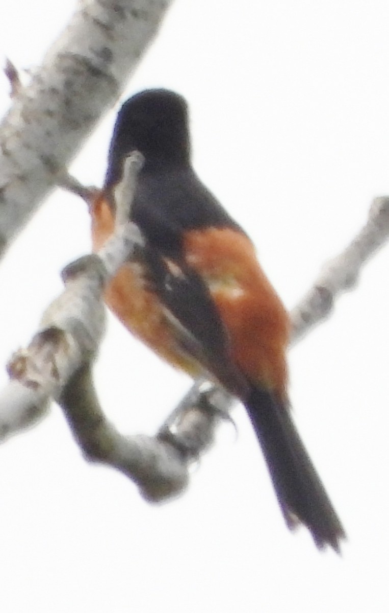 Orchard Oriole - ML620573996