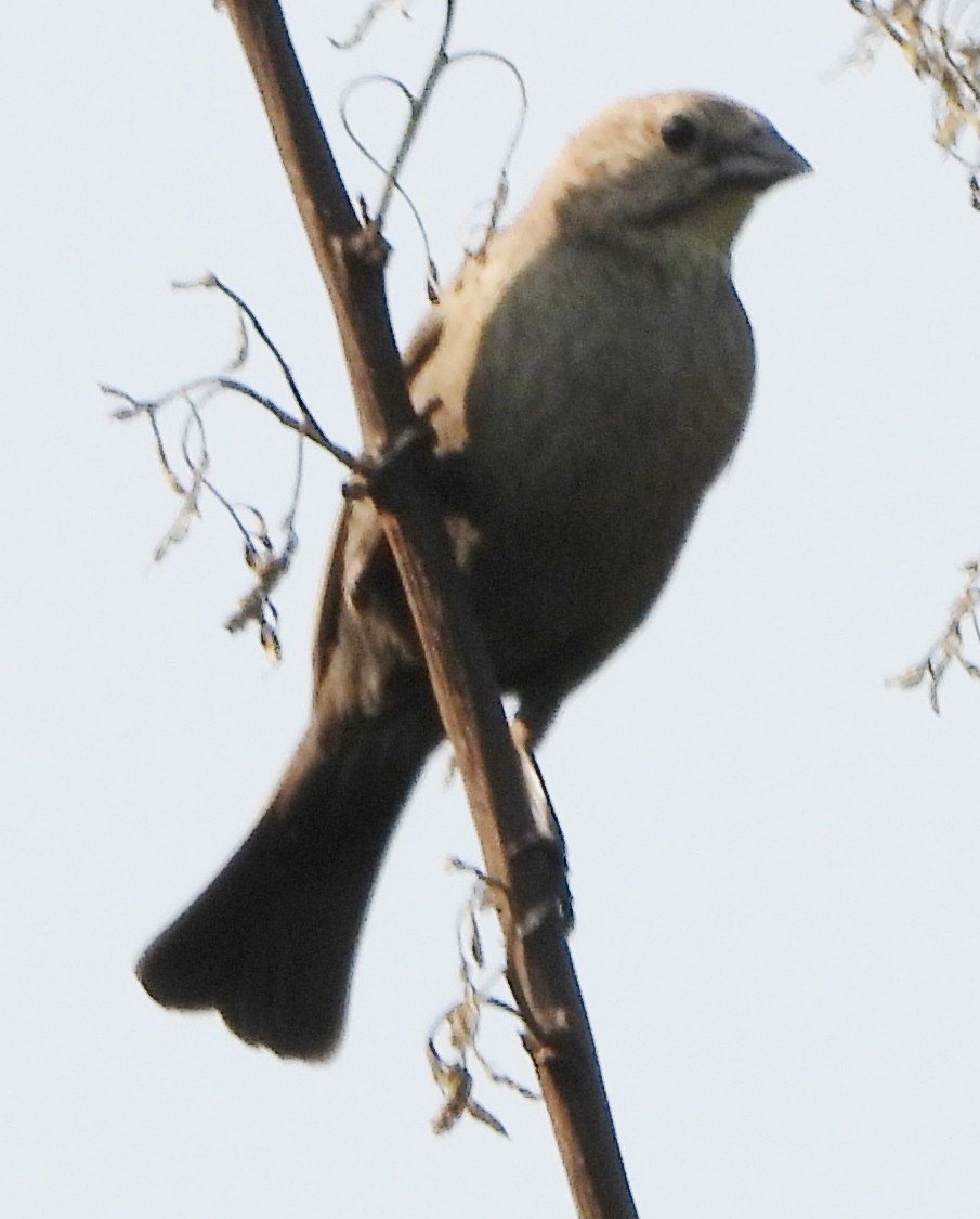 Brown-headed Cowbird - ML620574013