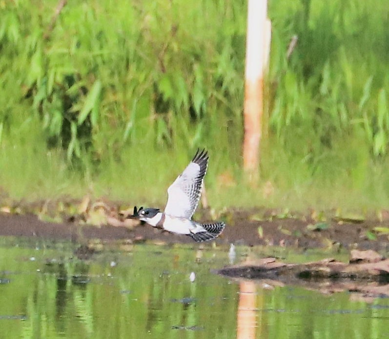 Belted Kingfisher - ML620574015