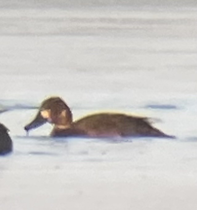 Greater/Lesser Scaup - ML620574020