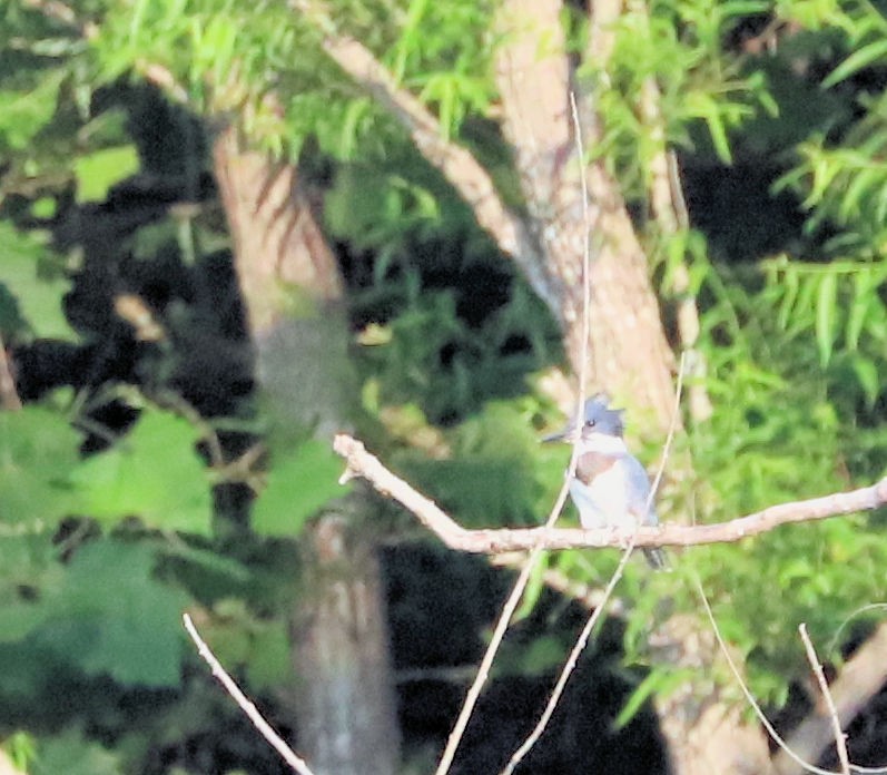 Belted Kingfisher - ML620574021