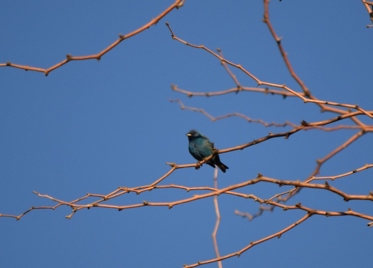 Indigo Bunting - ML620574025