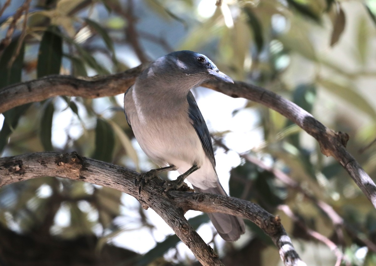Mexican Jay - ML620574030