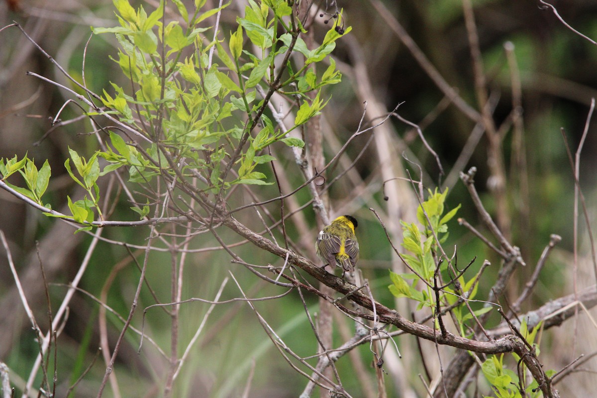 Cape May Warbler - ML620574032