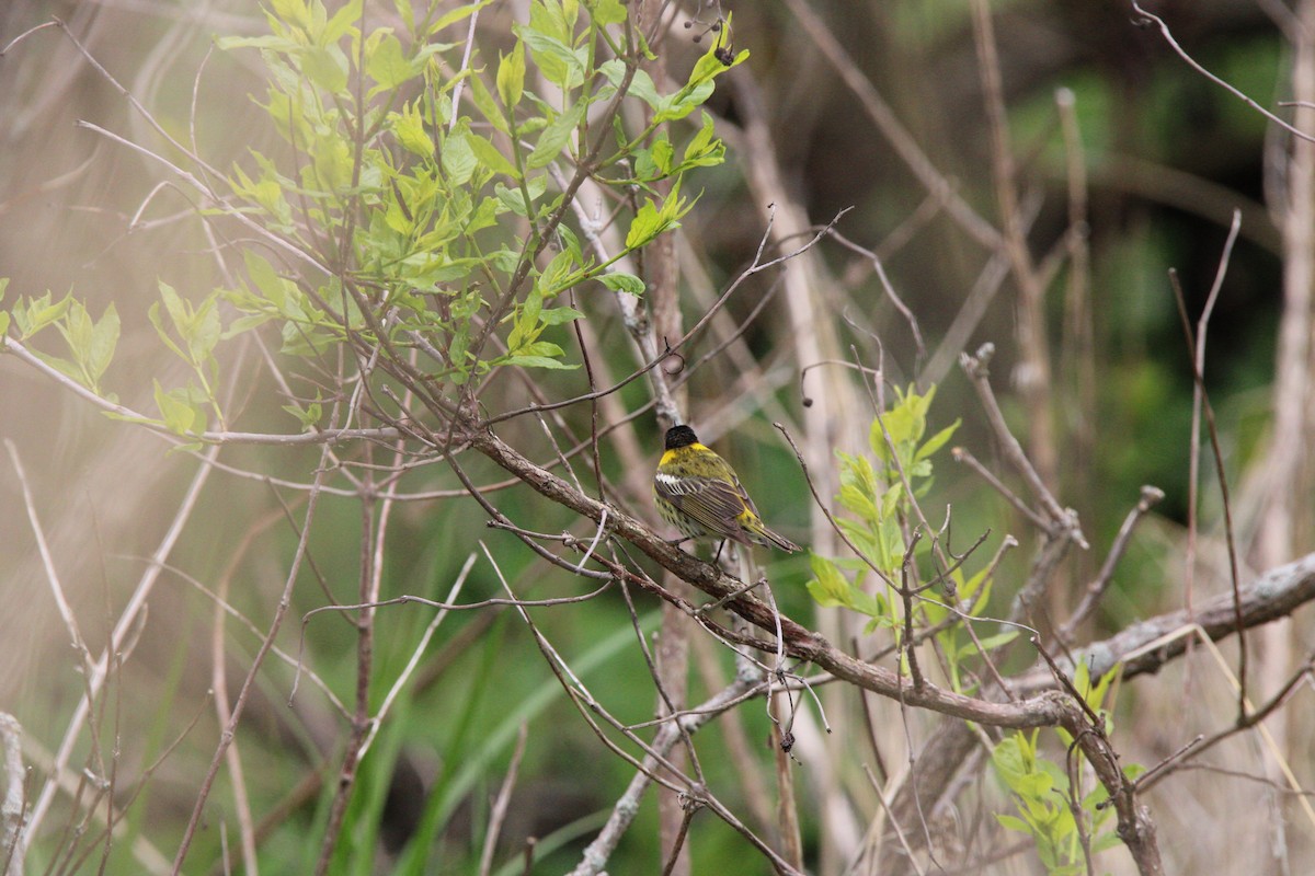 Cape May Warbler - ML620574033