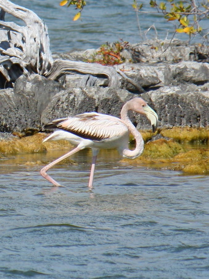 American Flamingo - ML620574054