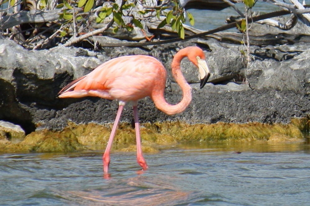 American Flamingo - Johanne Cousineau