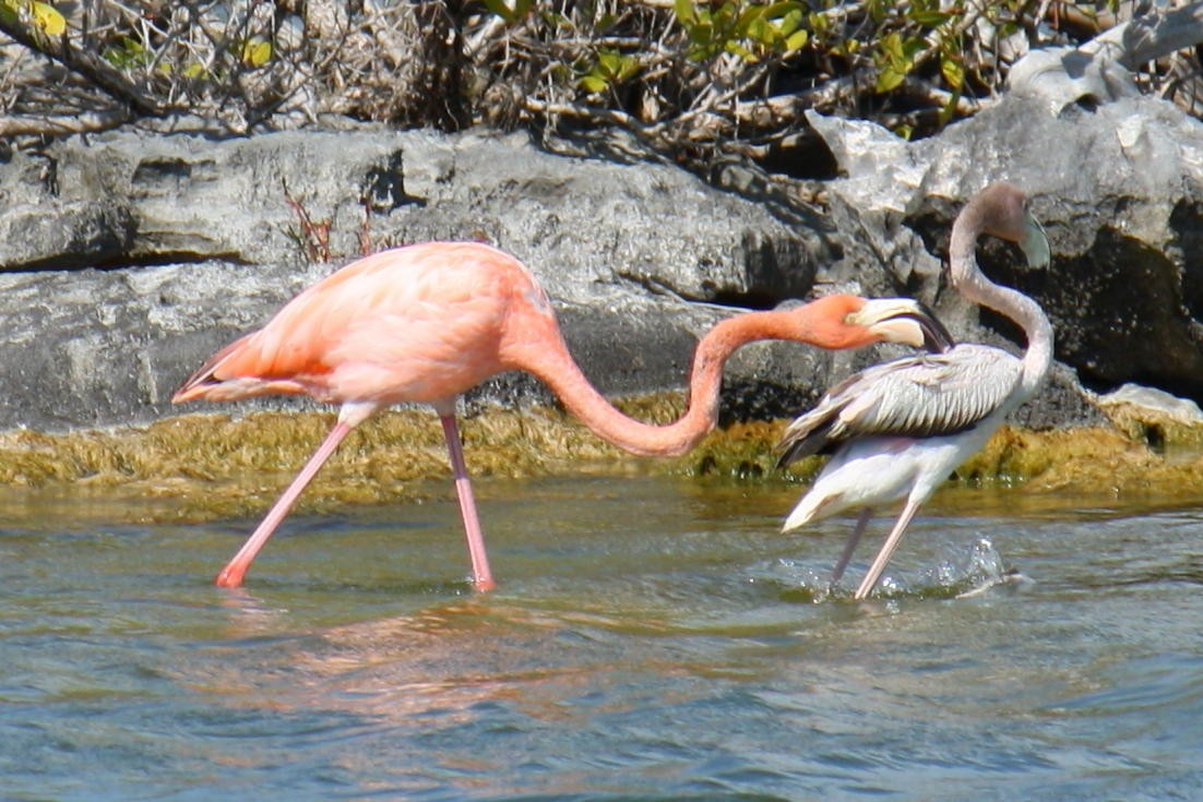 Flamant des Caraïbes - ML620574056