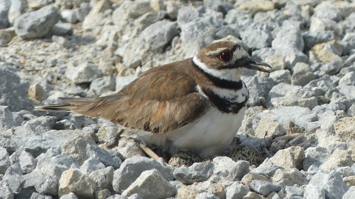 Killdeer - ML620574073