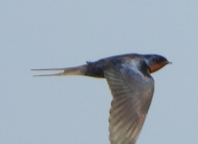 Barn Swallow - ML620574096