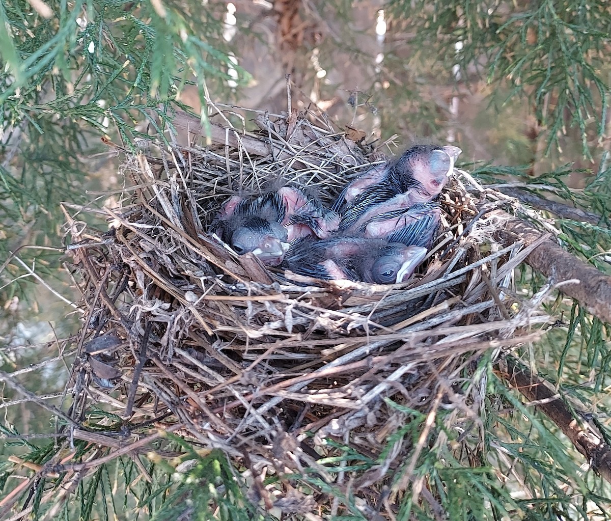 kardinál červený - ML620574112