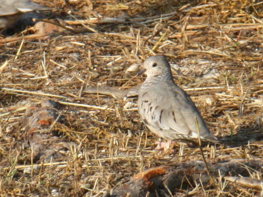 Common Ground Dove - ML620574126