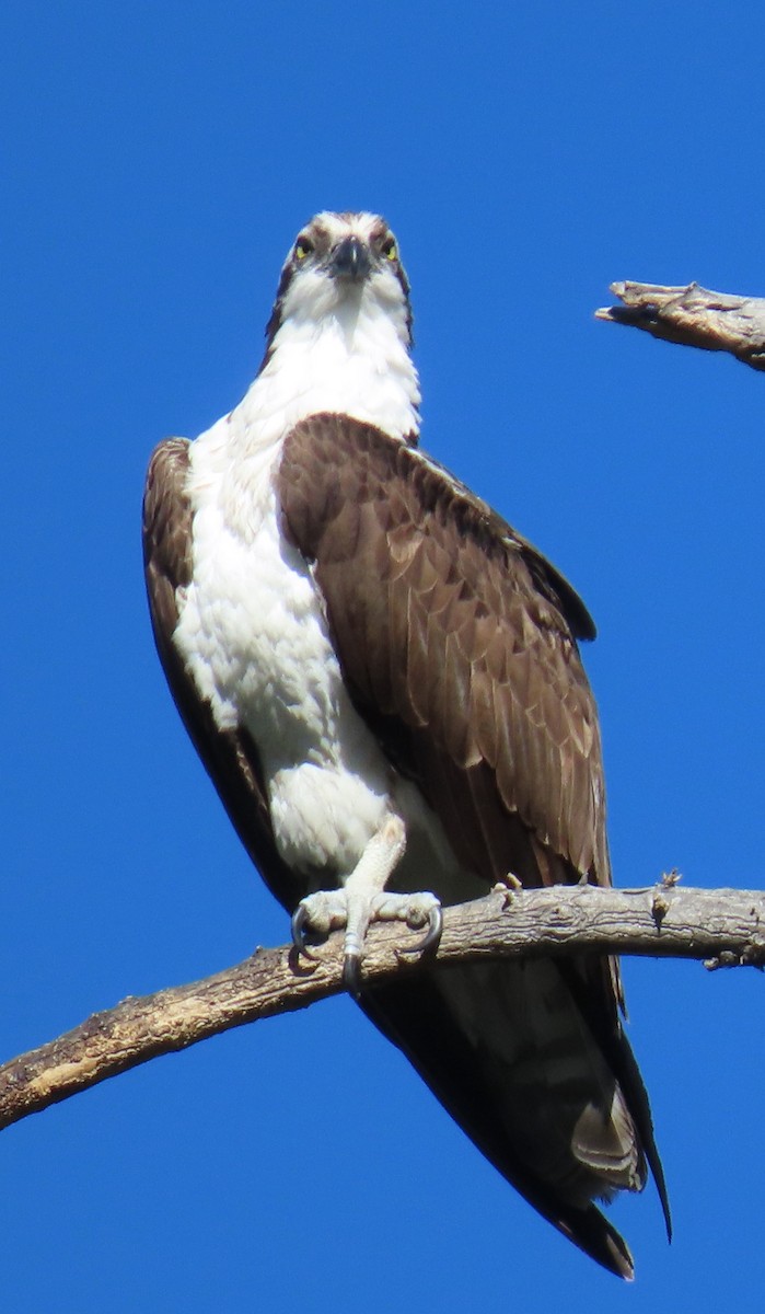 Águila Pescadora - ML620574133