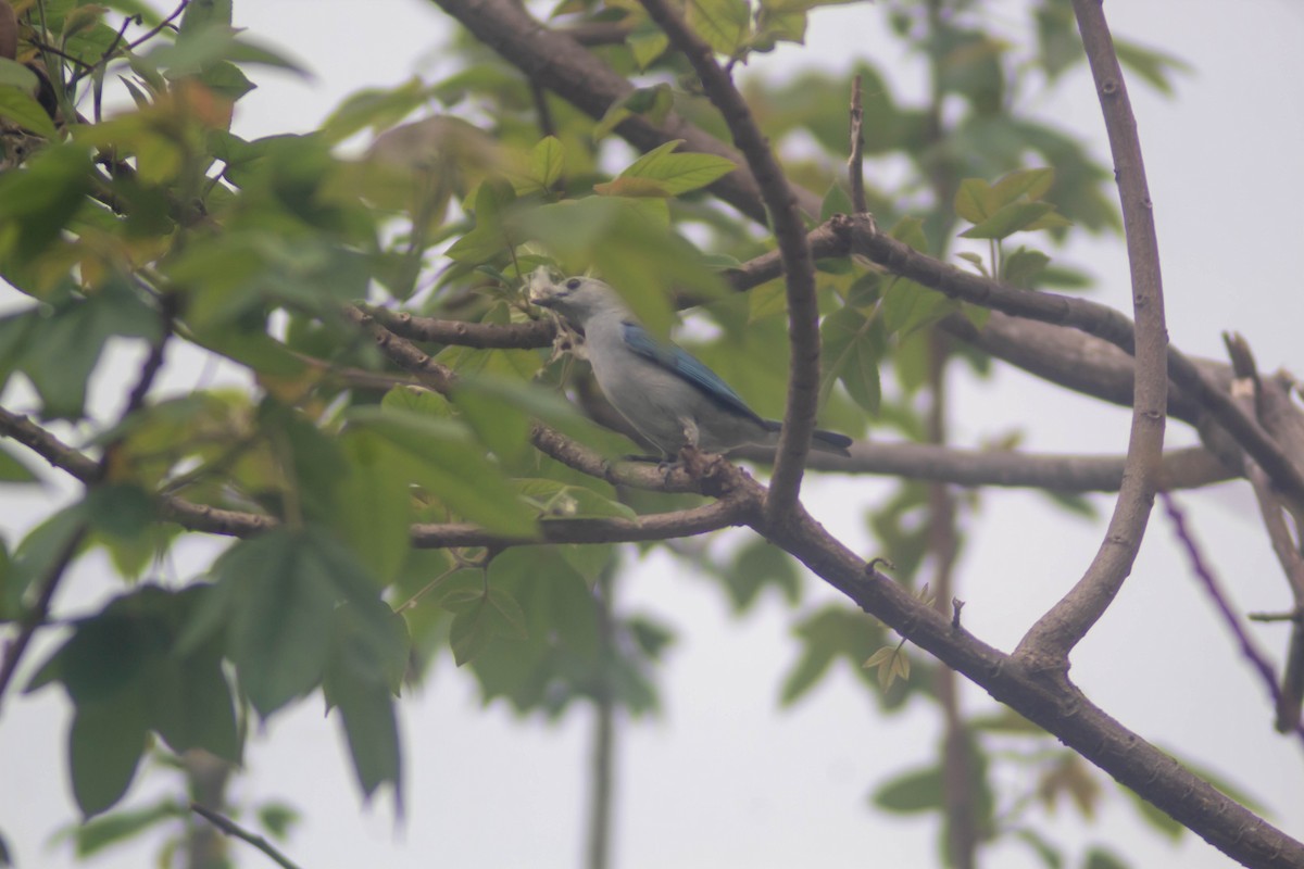Blue-gray Tanager - ML620574139