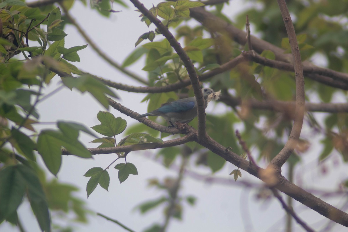 Blue-gray Tanager - Manuel de Jesus Hernandez Ancheita