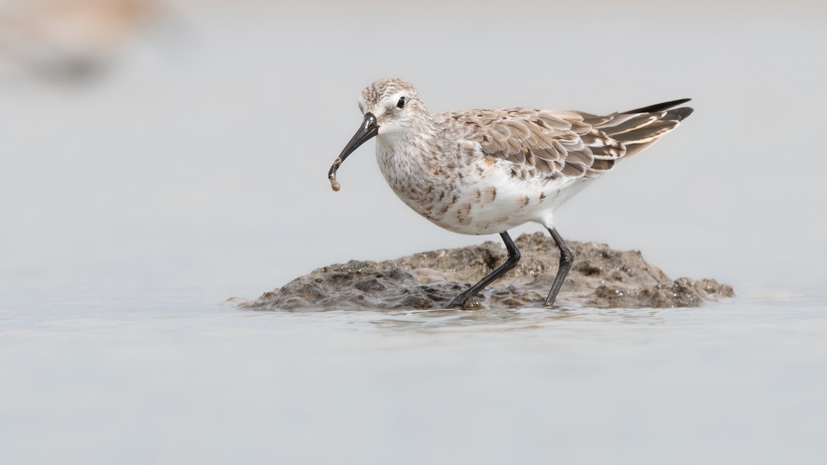 Curlew Sandpiper - ML620574141