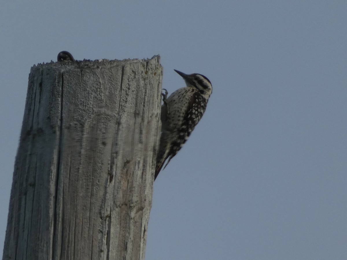 Ladder-backed Woodpecker - ML620574143