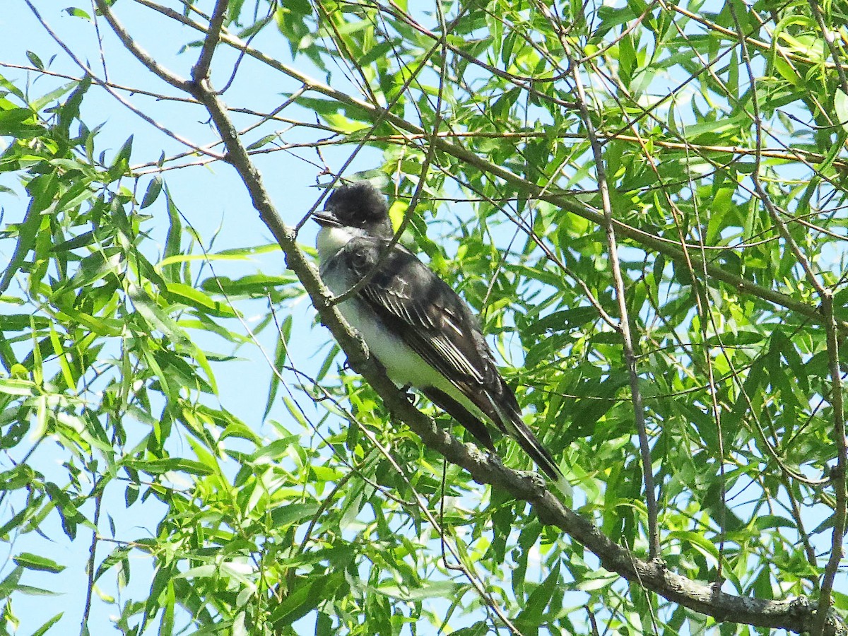 Eastern Kingbird - ML620574146