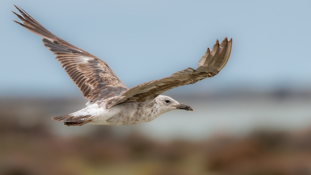 Lesser Black-backed Gull - ML620574149