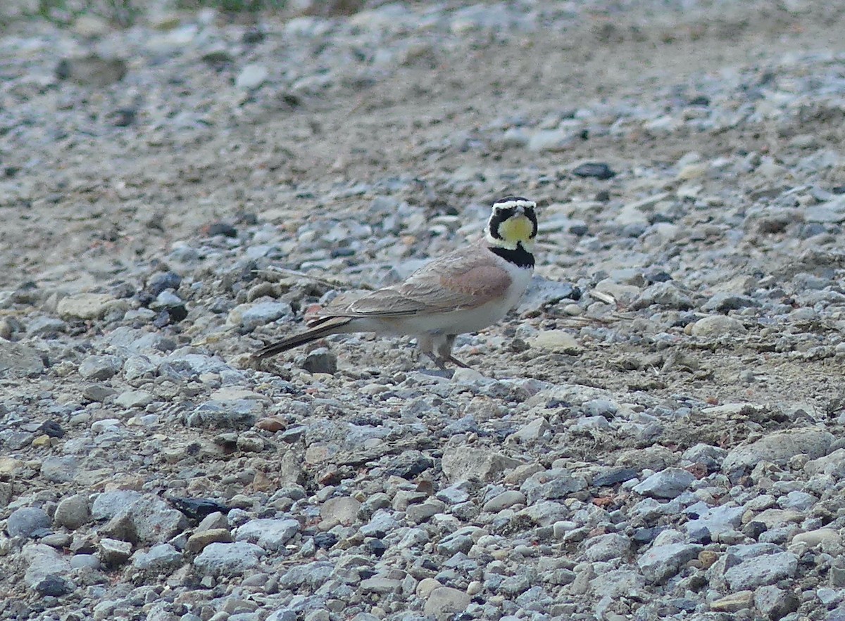 Horned Lark - ML620574152