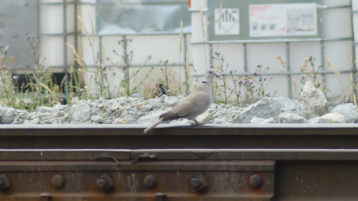 Eurasian Collared-Dove - ML620574156