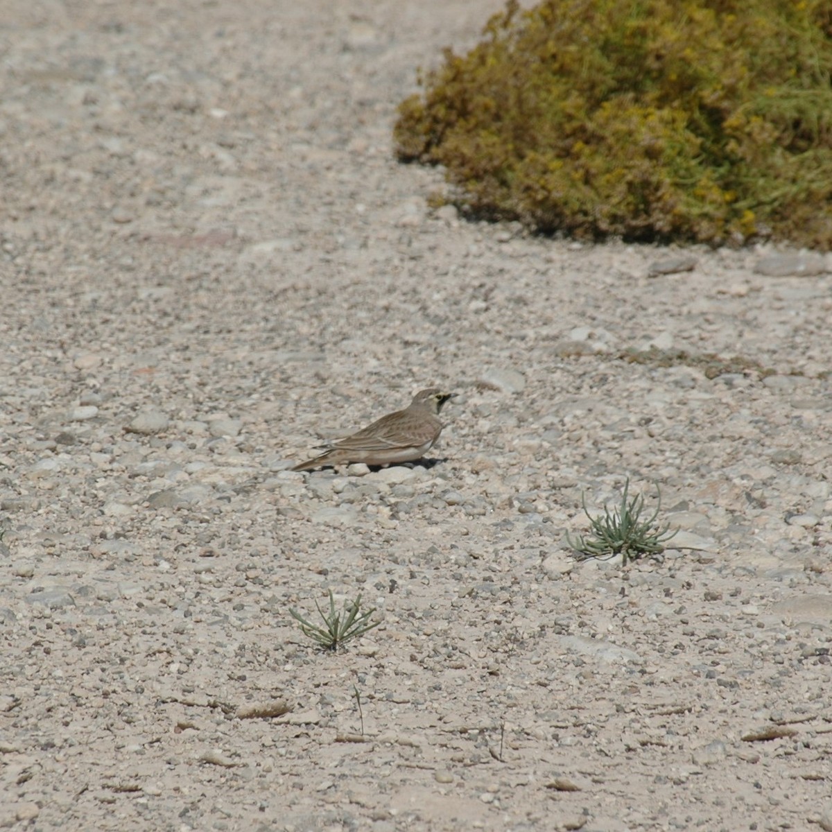 Horned Lark - ML620574166