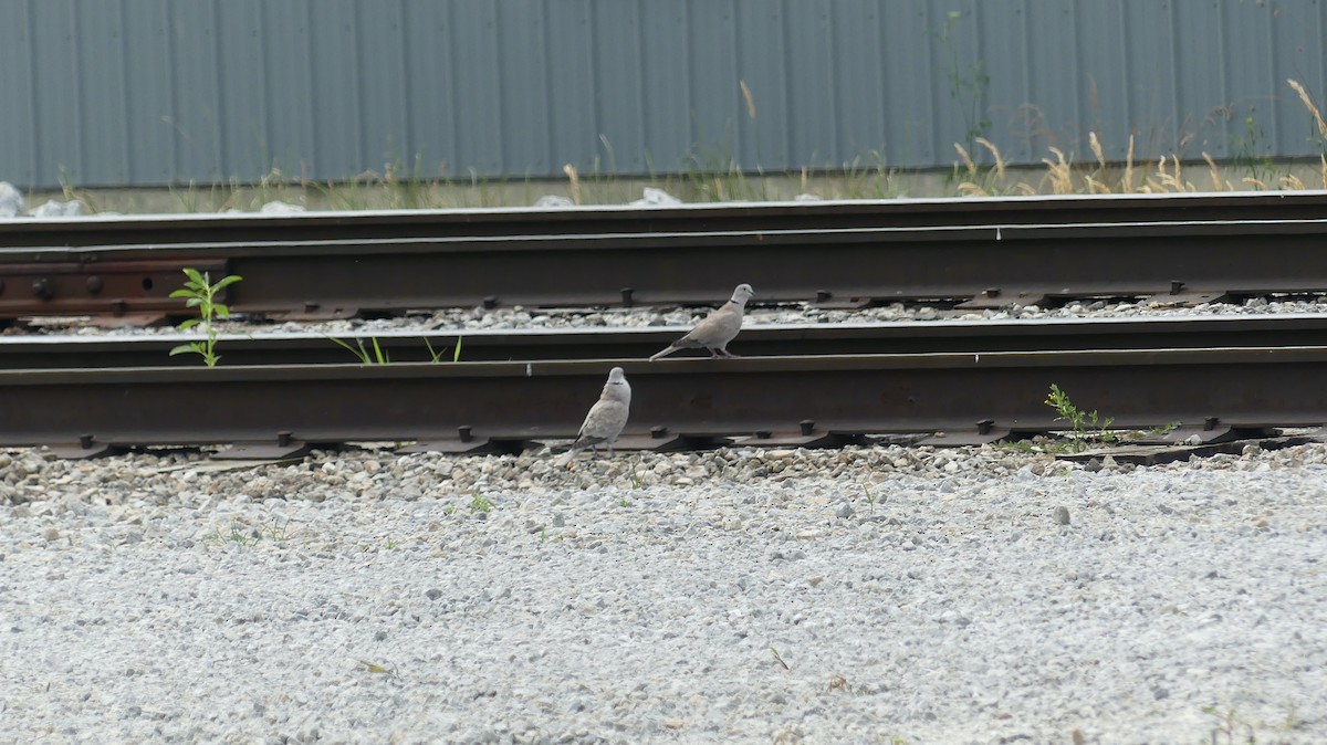 Eurasian Collared-Dove - ML620574167