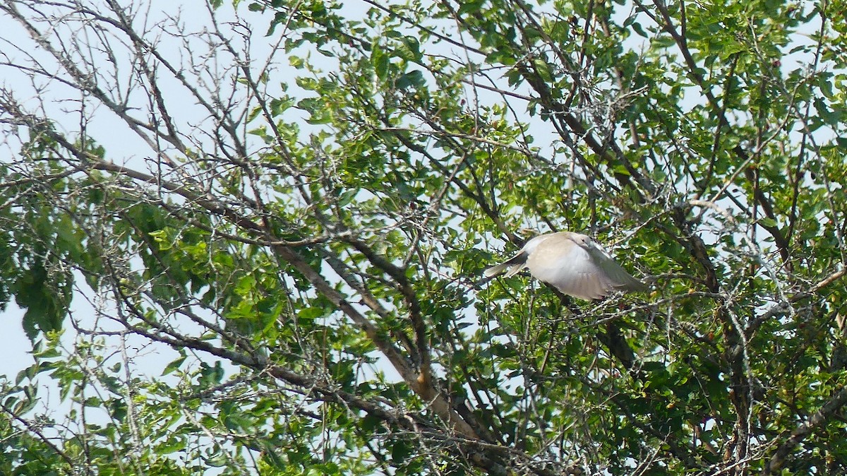 Eurasian Collared-Dove - ML620574171