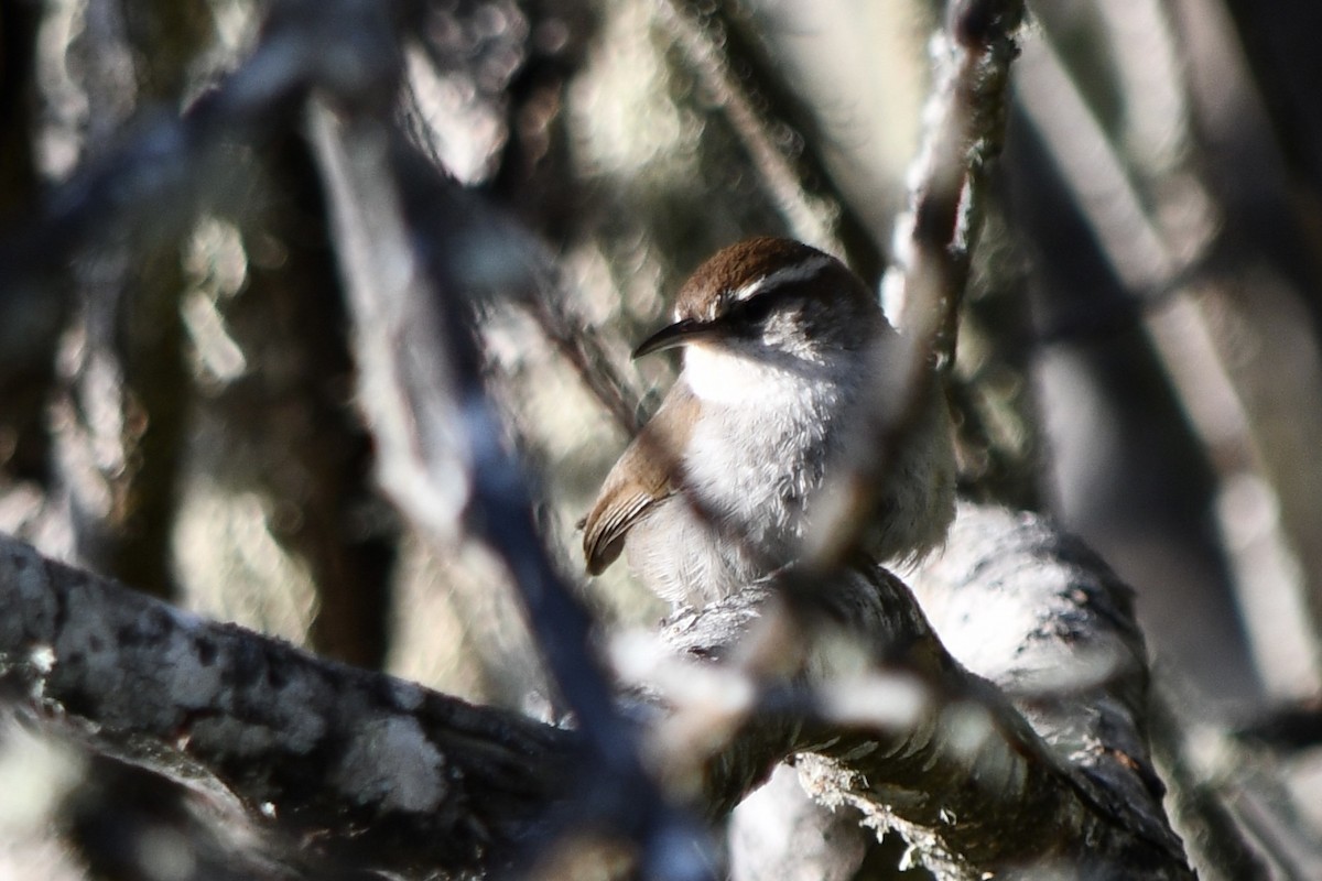 Bewick's Wren - ML620574172