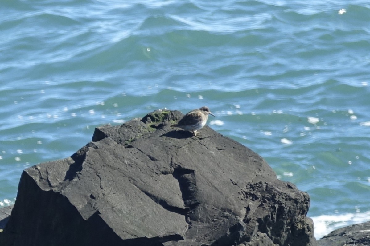 Purple Sandpiper - ML620574175