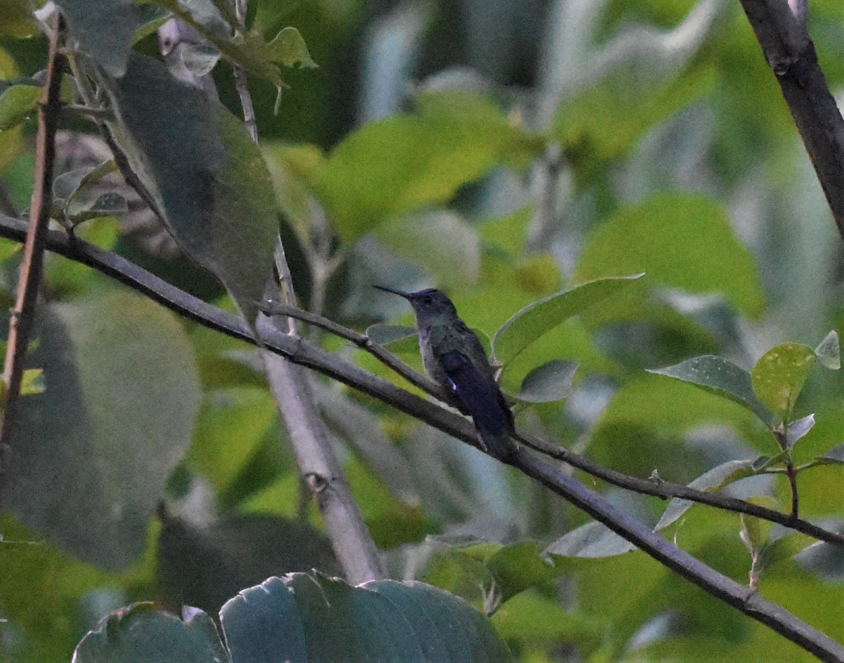 kolibřík skvrnitoprsý - ML620574176