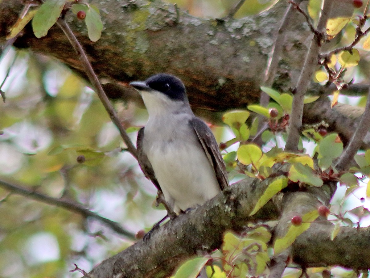 Eastern Kingbird - ML620574177