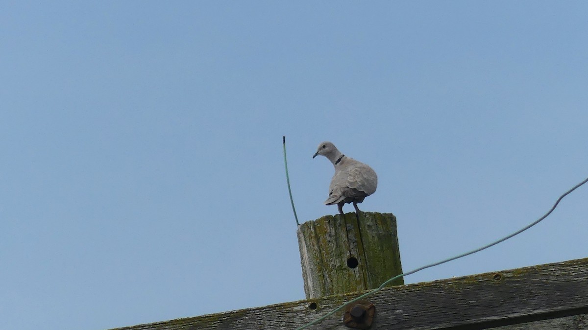 Eurasian Collared-Dove - ML620574178