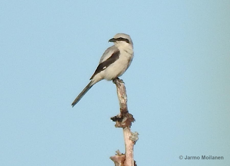 Great Gray Shrike - ML620574183