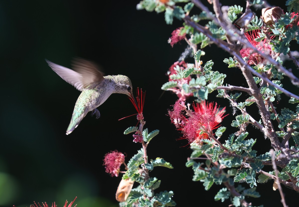 Anna's Hummingbird - ML620574186