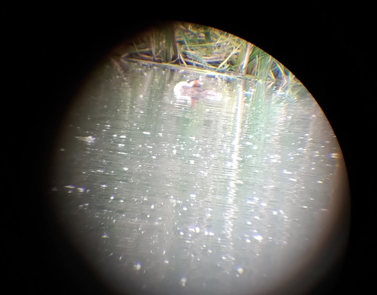 Great Crested Grebe - ML620574193