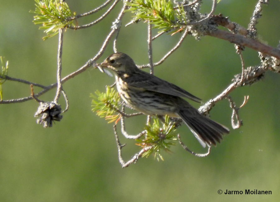 Tree Pipit - ML620574216