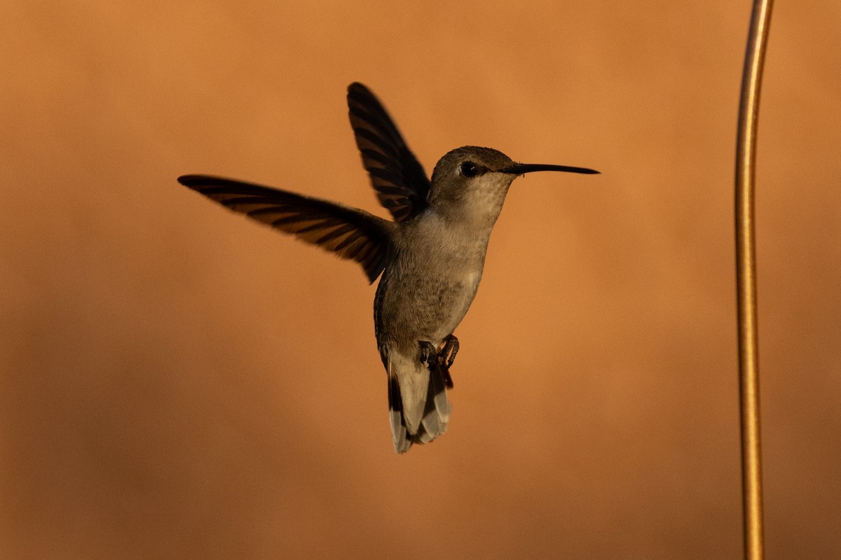 Costa's Hummingbird - Robert Raffel