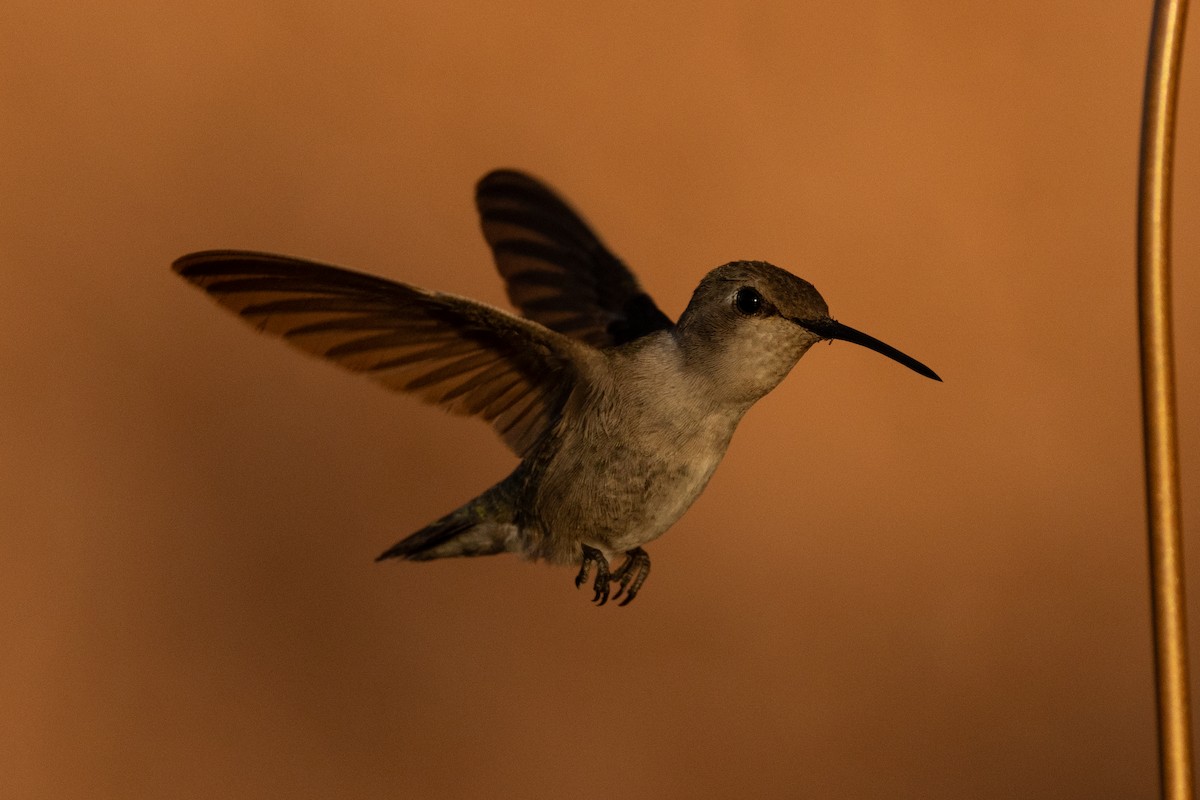 Costa's Hummingbird - ML620574220