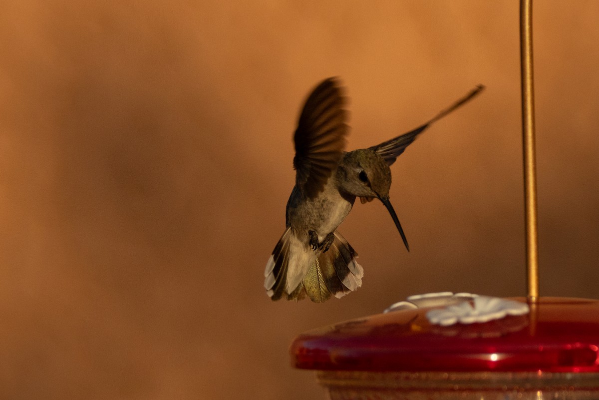 Costa's Hummingbird - ML620574221